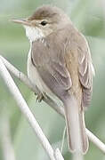 Eurasian Reed Warbler