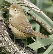 Common Reed Warbler