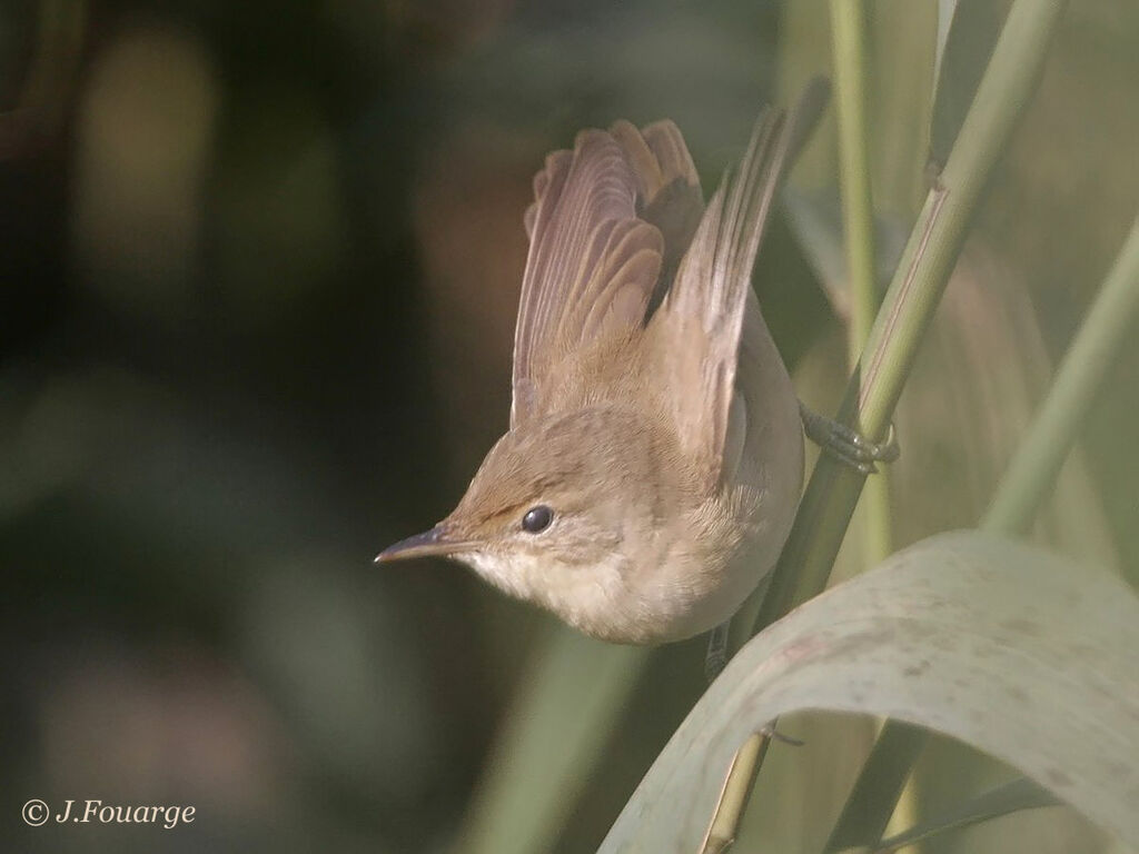 Common Reed WarblerFirst year