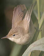 Common Reed Warbler