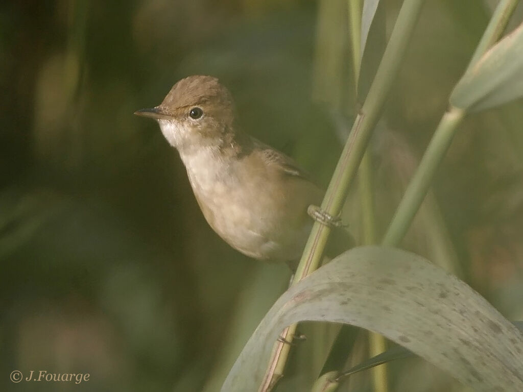 Common Reed WarblerFirst year