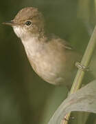 Eurasian Reed Warbler