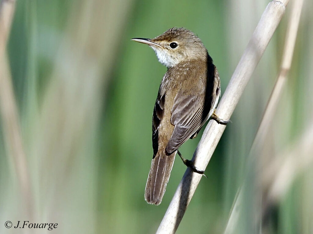 Eurasian Reed Warbler male adult