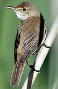 Eurasian Reed Warbler