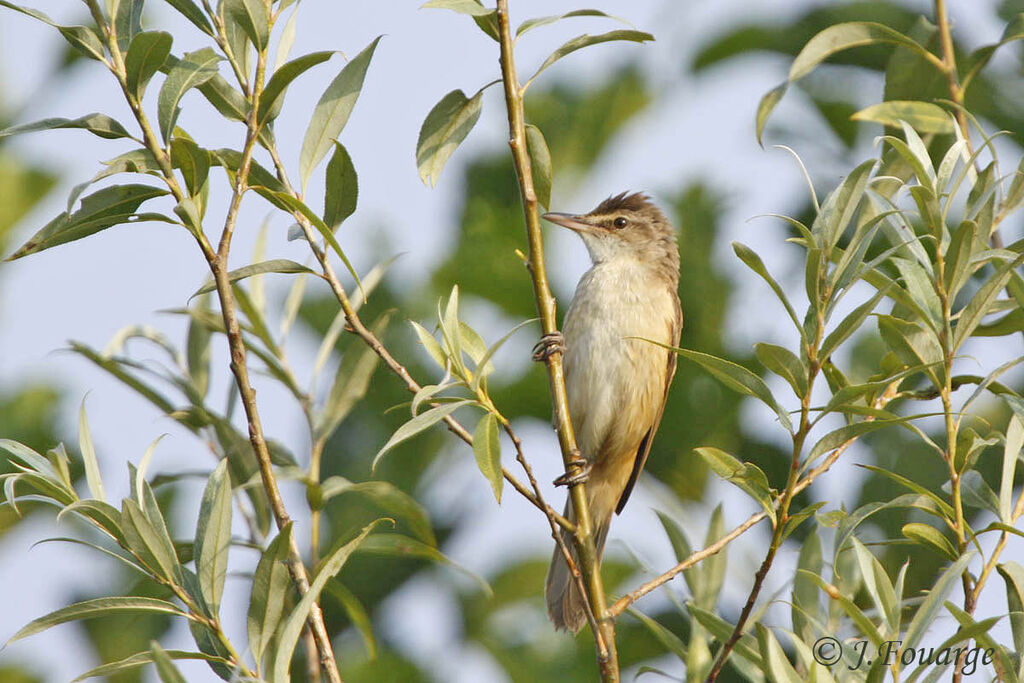 Great Reed Warbleradult