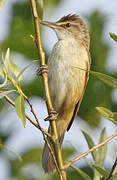 Great Reed Warbler