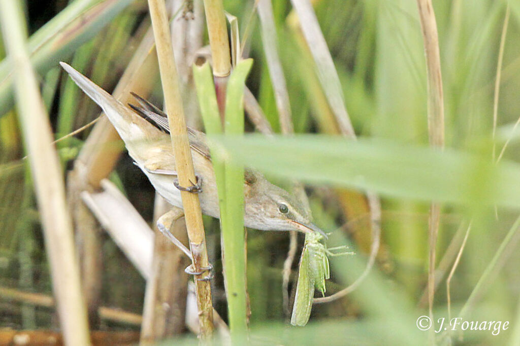 Great Reed Warbleradult