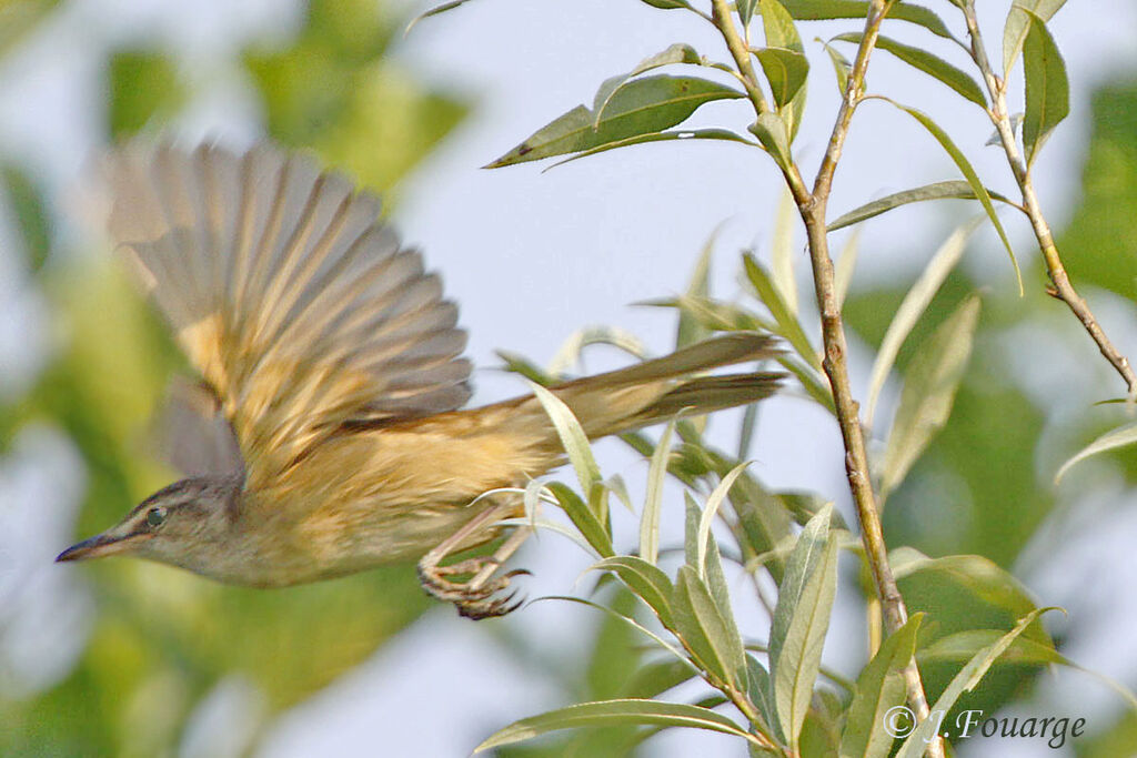 Great Reed Warbler