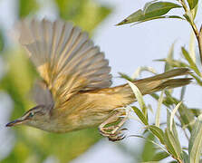 Great Reed Warbler