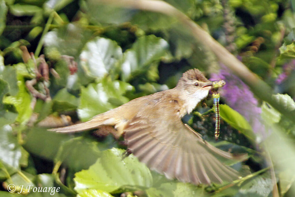 Great Reed Warbleradult