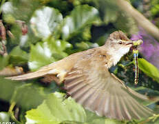 Great Reed Warbler