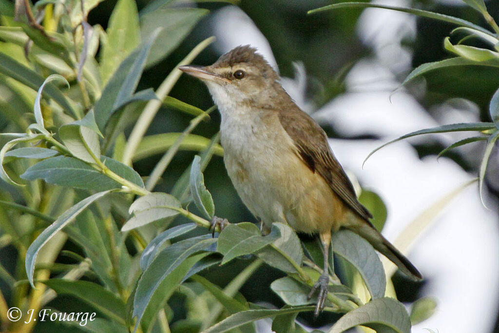 Great Reed Warbleradult