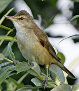 Great Reed Warbler