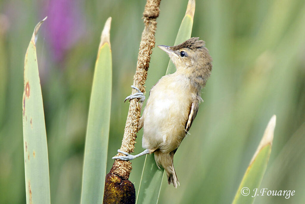 Great Reed Warblerjuvenile