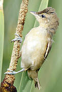 Great Reed Warbler