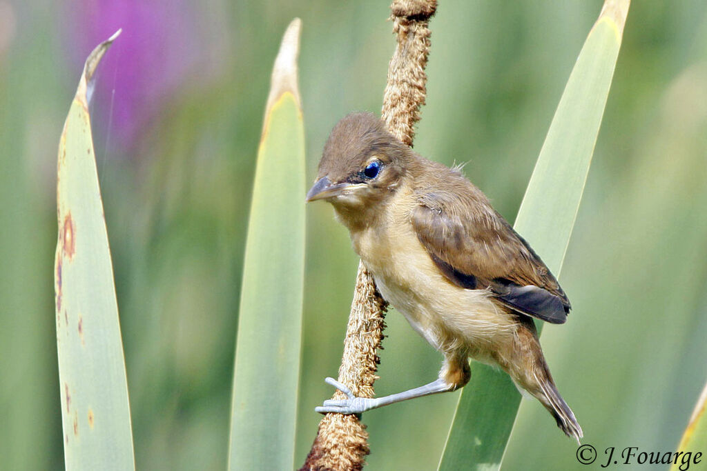 Great Reed Warblerjuvenile