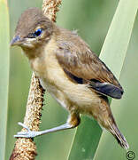 Great Reed Warbler