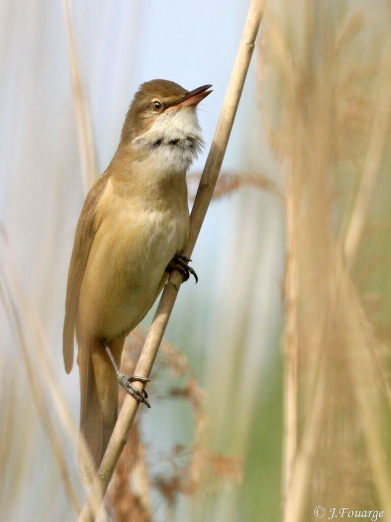 Great Reed Warbleradult, identification, song