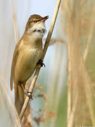 Great Reed Warbler