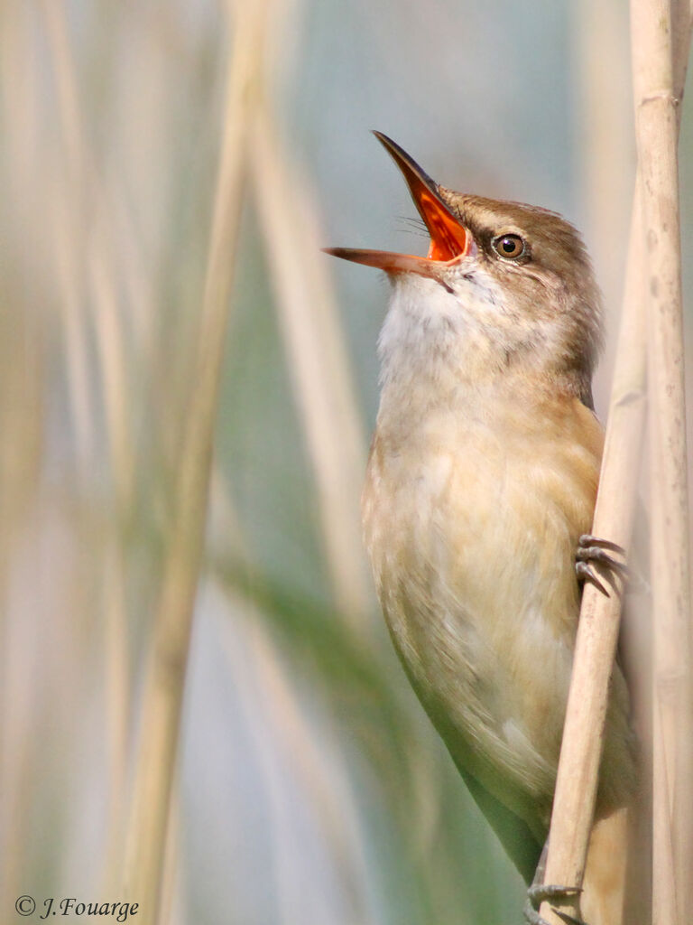 Great Reed Warbleradult, identification, song, Behaviour