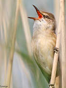 Great Reed Warbler