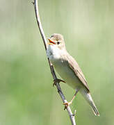 Marsh Warbler