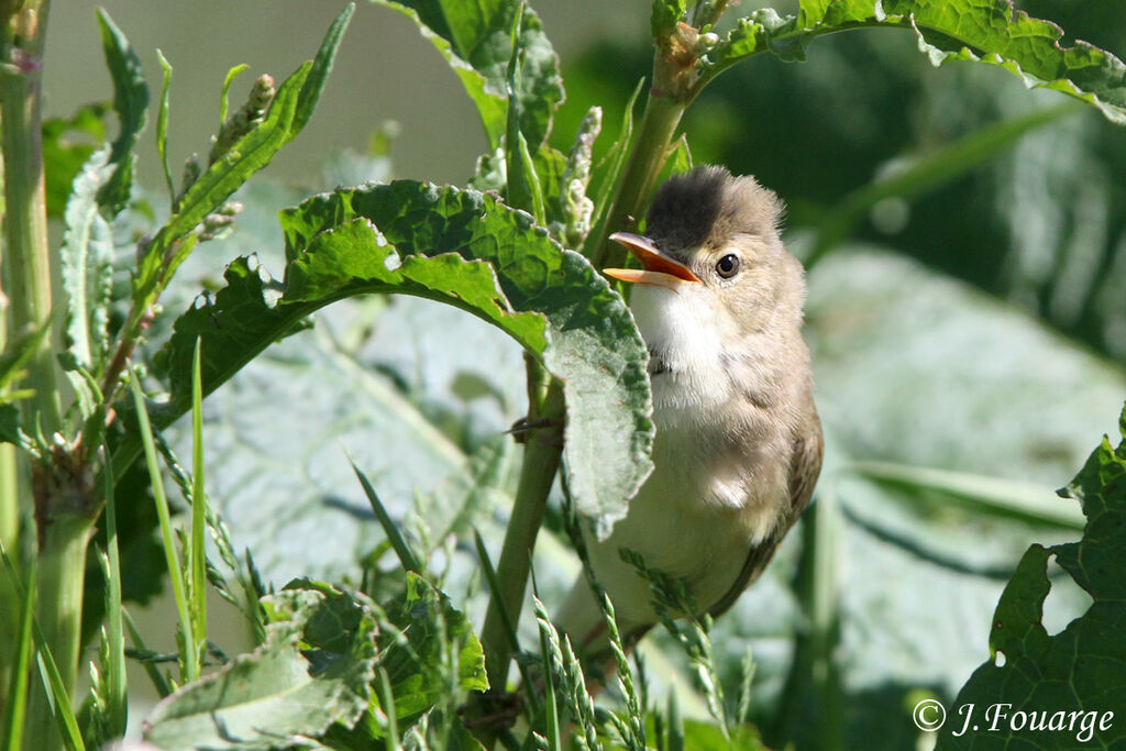 Marsh Warbler male adult, identification, Reproduction-nesting, Behaviour