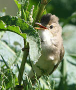 Marsh Warbler