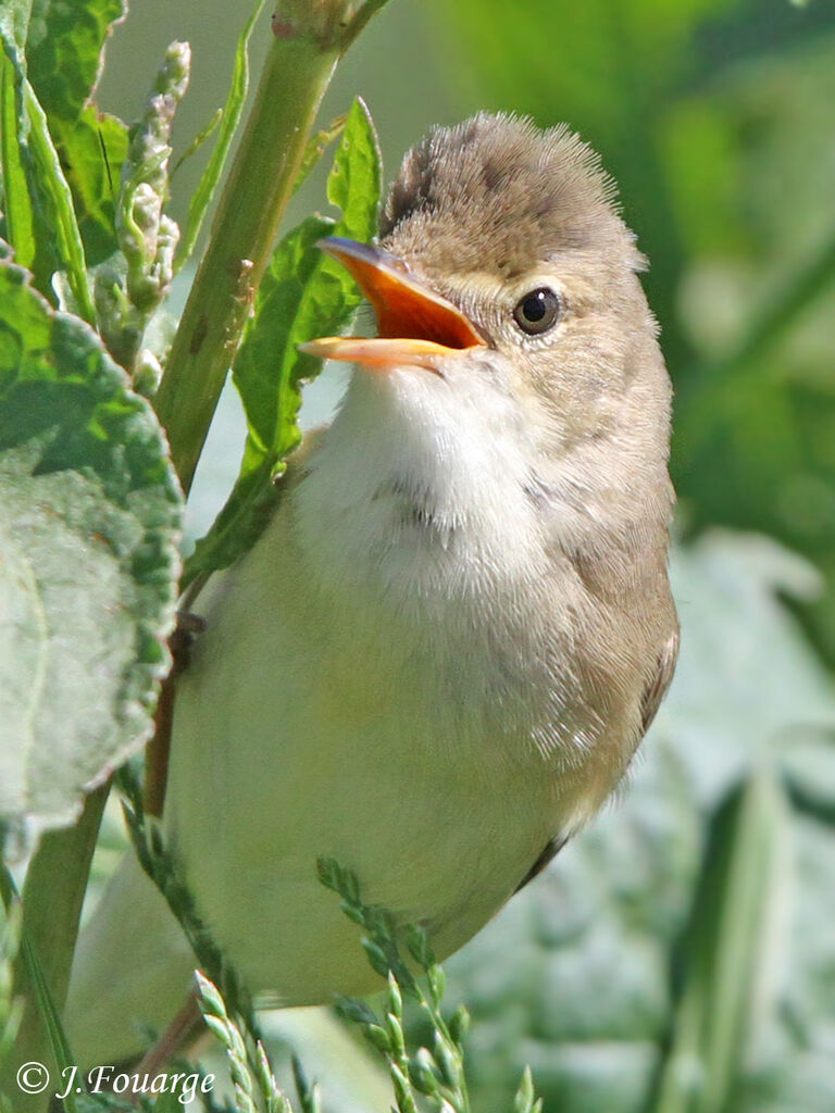 Marsh Warbler male adult, identification, Behaviour