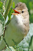 Marsh Warbler