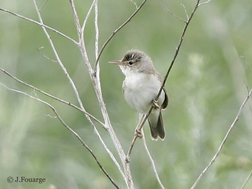 Marsh Warbler