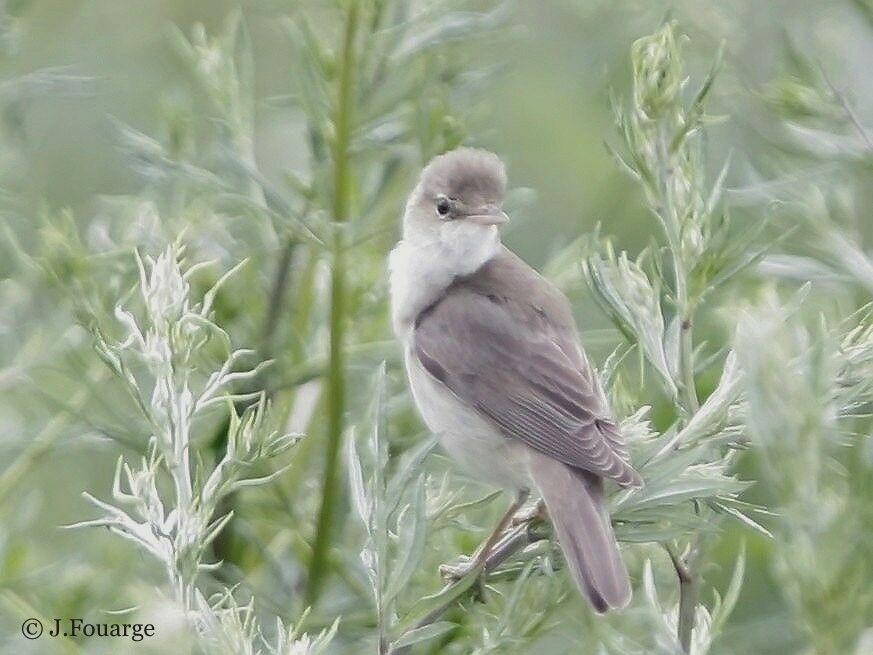 Marsh Warbler