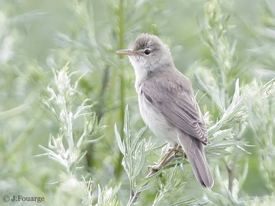 Marsh Warbler