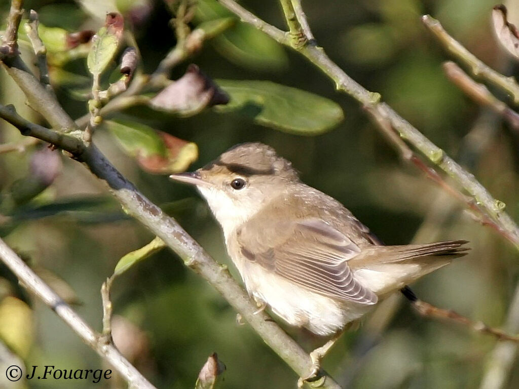 Rousserolle verderollejuvénile, identification