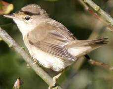 Marsh Warbler