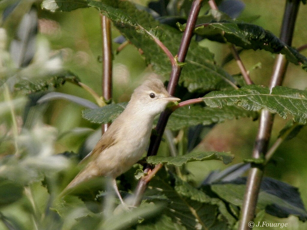 Marsh Warbler