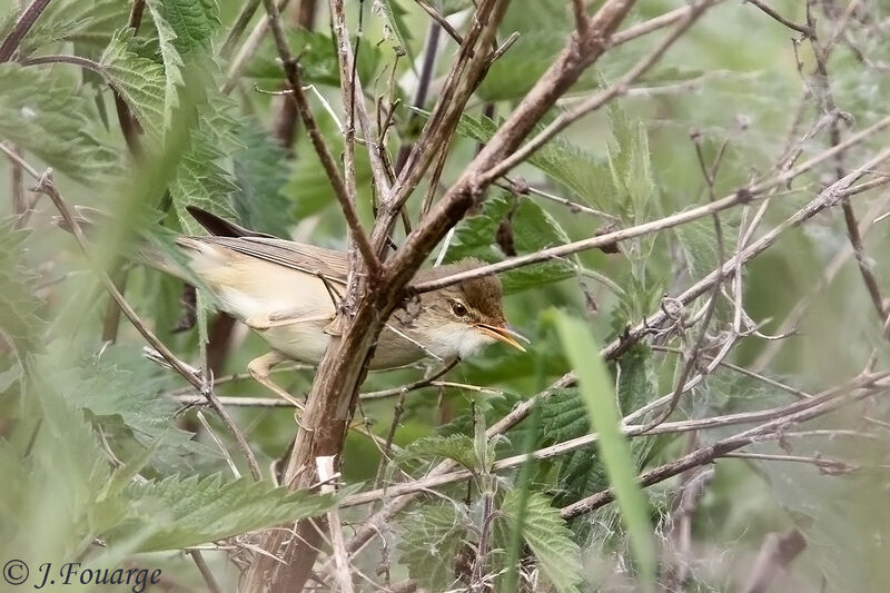 Marsh Warbler male adult, identification, Reproduction-nesting, song