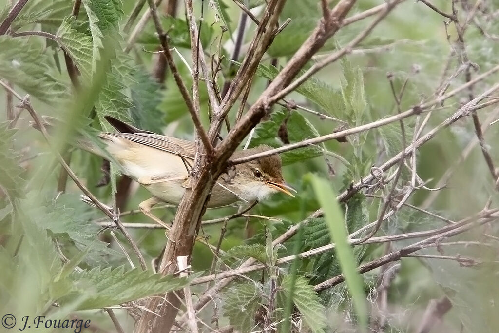 Rousserolle verderolle mâle adulte, identification, Nidification, chant