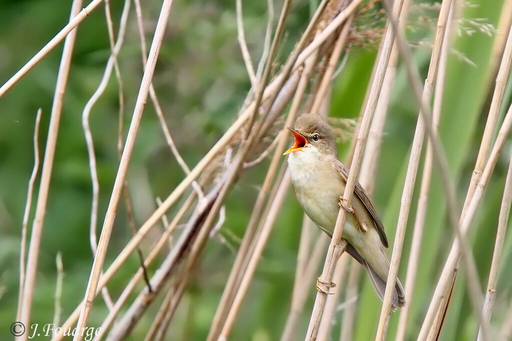 Rousserolle verderolle mâle adulte, identification, Nidification, chant, Comportement