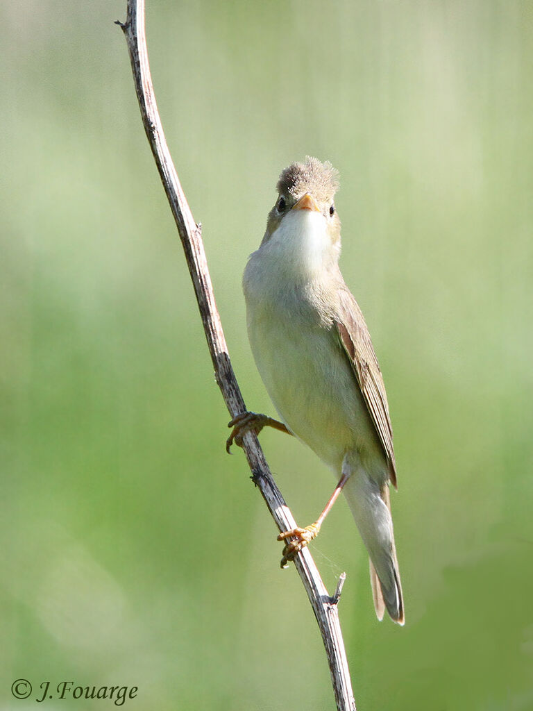 Rousserolle verderolle mâle adulte, identification