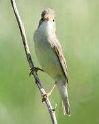 Marsh Warbler