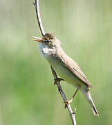 Marsh Warbler