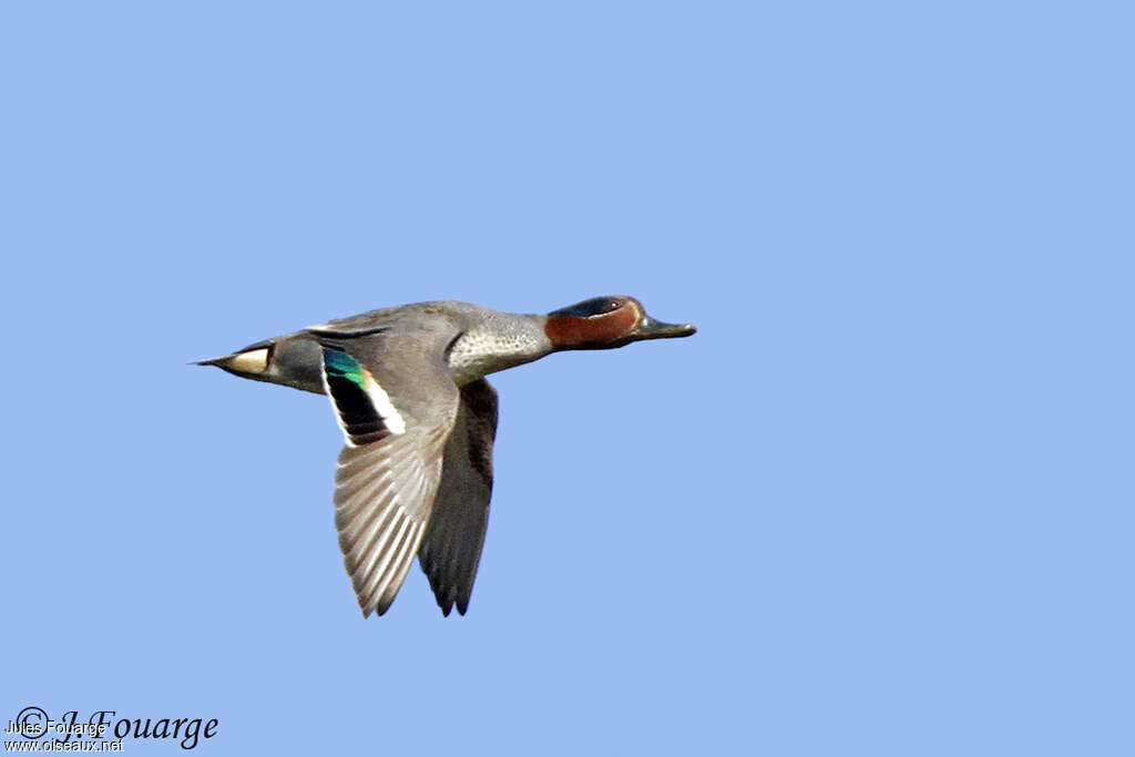 Eurasian Teal male adult, pigmentation, Flight