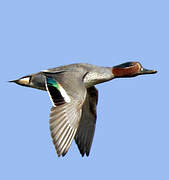 Eurasian Teal