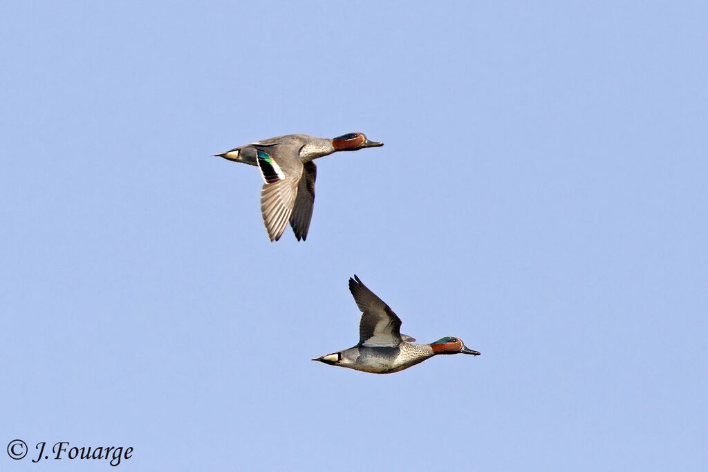 Eurasian Teal male, Flight