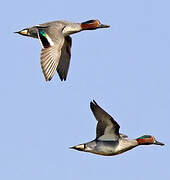 Eurasian Teal