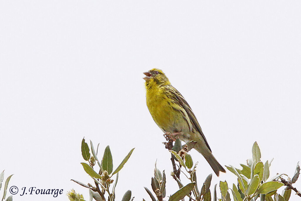 European Serin male adult, song, Behaviour