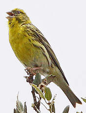 Serin cini