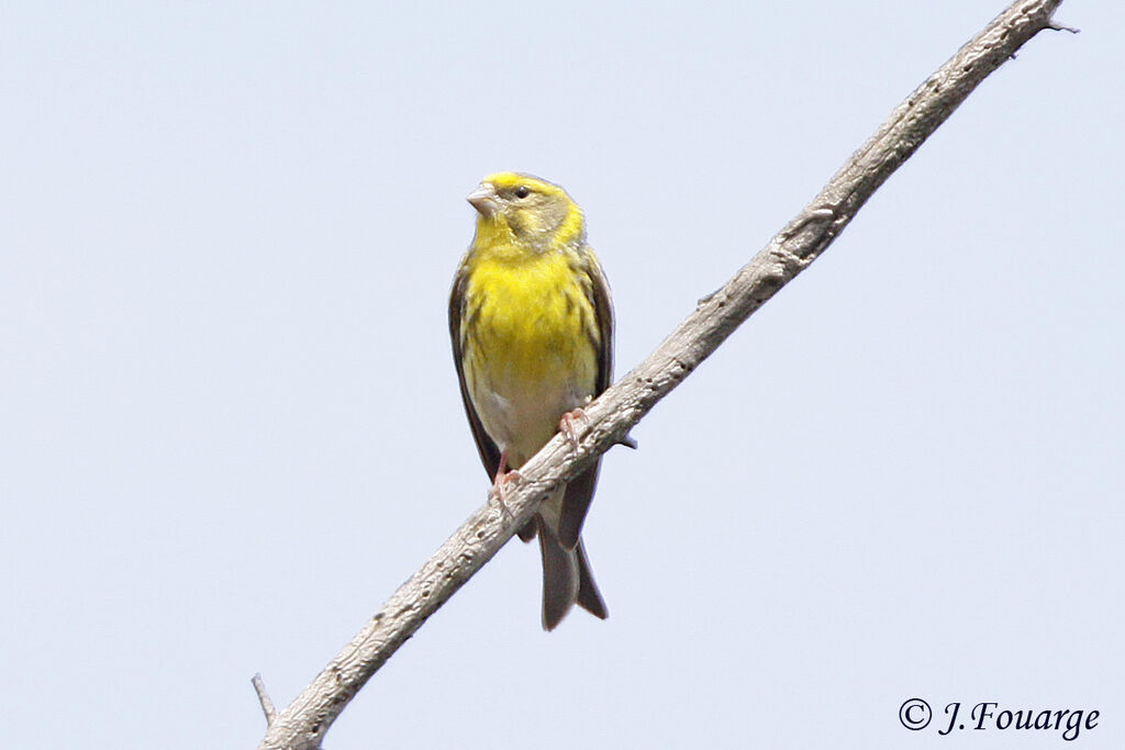 Serin cini mâle adulte