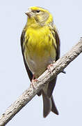 European Serin